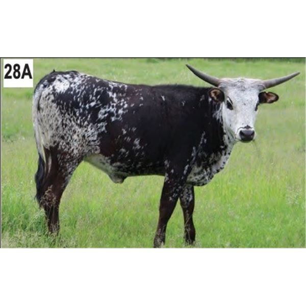 TC Kool Miss Sparkles