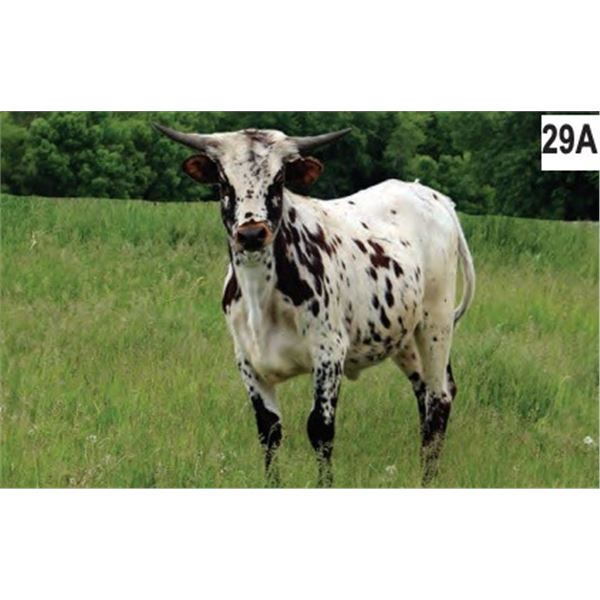 TC Kool Miss Starlite