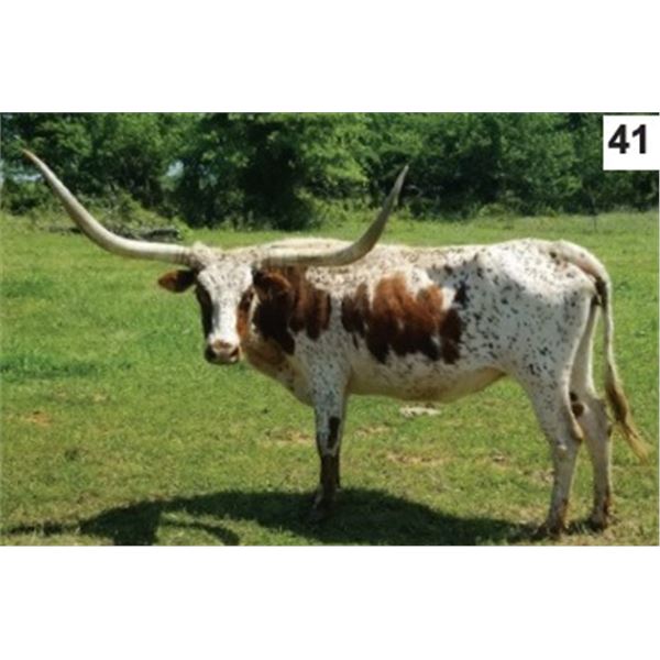 SH Dynamite Rockett 43/3