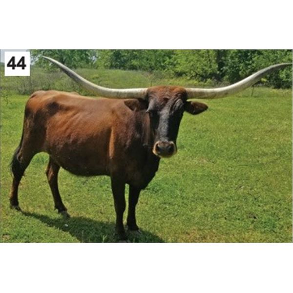 DARK HENRETTE SH 31/4