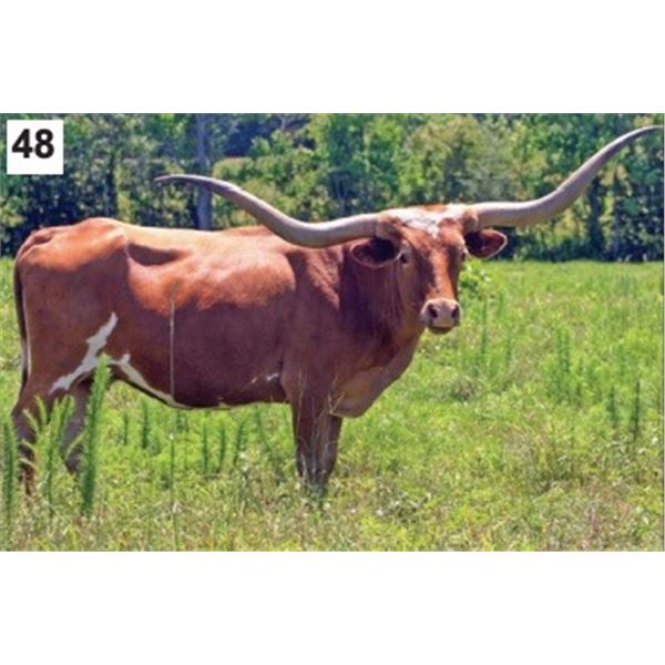 LAER Miss Princess 910