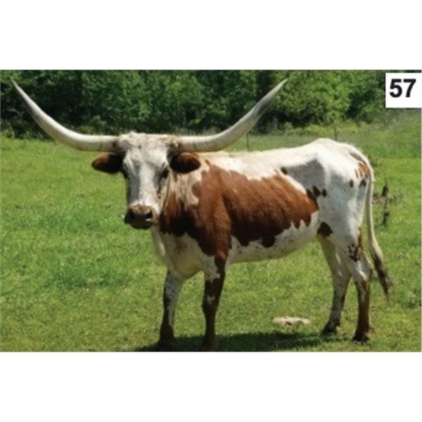 SH Rocky Marabeth 80/6