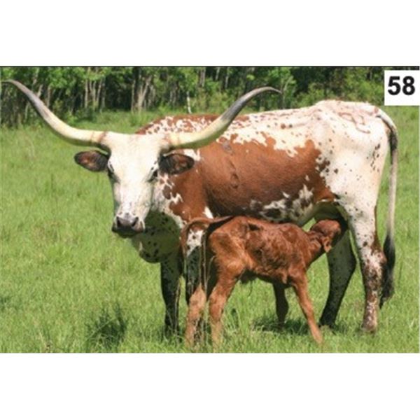 Little Ace Ramrod Belle