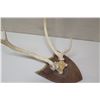 Image 2 : Axis Deer Horns Mounted on Wood Plaque