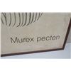 Image 2 : Large Framed Art: Shell "Murex pecten" on Canvas 41 x 31, Signed (canvas has faint brown spots)
