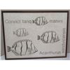 Image 1 : Large Framed Art:  Fish"Convict tanq, manini, Acanthurus sandvichensis" 41 x 31, Faded Signature, (c