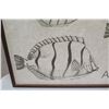 Image 2 : Large Framed Art:  Fish"Convict tanq, manini, Acanthurus sandvichensis" 41 x 31, Faded Signature, (c