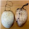 Image 1 : PAPUA NEW GUINEA: LOT of 2 large bailer shell money