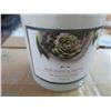 Image 2 : 6-Blue Agave & Cactus Candle (Box of 6) - 6 X $