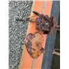 Image 1 : Burl Clock & Old Coo Coo Clock