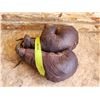 Image 1 : Set of Antique 1950's Boxing Gloves