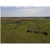 Image 8 : 116 +/- Acres of CRP and Native Grassland