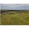 Image 9 : 116 +/- Acres of CRP and Native Grassland