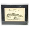 Image 2 : MARINE LIFE - 12 FINE 1884 STEEL ENGRAVINGS + 1