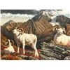 Image 2 : Dallen Lambson's: Alaska Governors Chugach Dall Sheep Commemorative Original Oil Painting