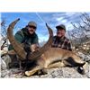 Image 8 : Spain: 4 Day Big Game Hunt for One Hunter, including the trophy fee for 1 Iberian Red Deer Stag
