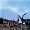 Image 6 : SPAIN: 4 D 3 N Beceite Ibex Hunt for 1 Hunter, includes a $4,000.00 (50%)  Beceite Ibex TF credit.