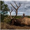 Image 1 : New Mexico: 5 Day Elk/Bear Combination Muzzle loader or rifle hunt for 2 hunters.