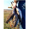 Image 7 : Canada: 3 Day Mixed Bag Waterfowl Hunt for 2 hunters in the heart of Saskatchewan’s flyway