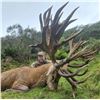 Image 2 : New Zealand: 5 Day Trophy Hunt for 2 Hunters & 2 Observers, including a $9,000 Trophy Free Credit