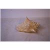 Image 2 : Conch Shell