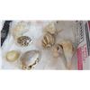 Image 3 : Assorted Shells a with misc