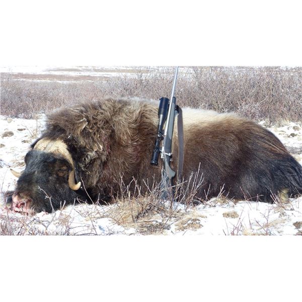 Spring Musk Ox Hunt in Greenland