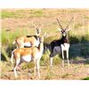 Image 1 : Blackbuck and Ram Hunt for Two Hunters with Catena Safaris Argentina