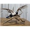 Mule deer antler wine rack