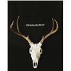 Image 1 : European mount or taxidermy services from KB Skulls Taxidermy