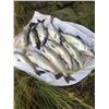 Image 2 : Fishing for Kokanee at Stampede