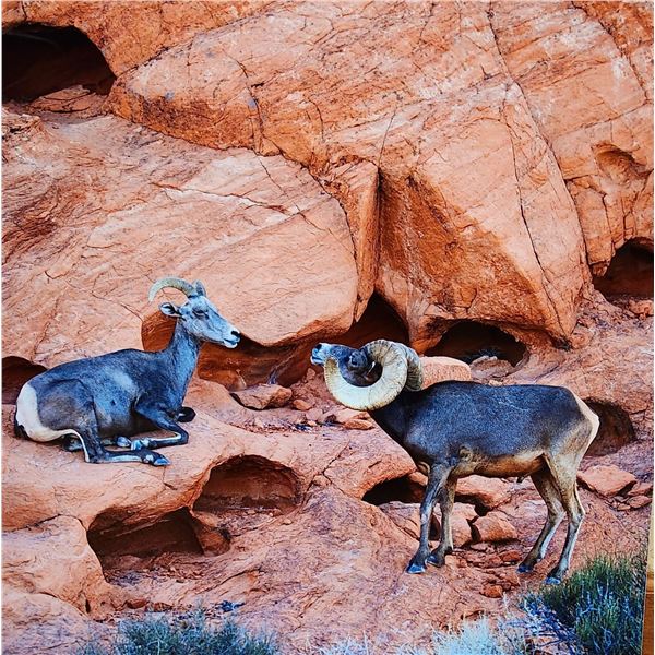 Metal art photo of ram & ewe