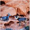 Image 1 : Metal art photo of ram & ewe