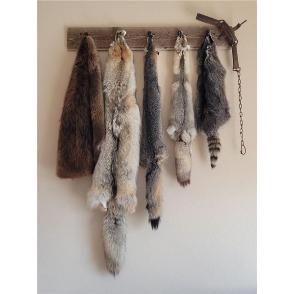 Collection of wild furs from Nevada