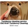 Image 1 : Taxidermy cleaning service from Old Wolf Taxidermy Cleaning