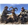 Image 1 : ONE ON ONE, GUIDED FREE RANGE BARBARY SHEEP (AOUDAD) HUNT IN TEXAS