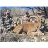 Image 3 : ONE ON ONE, GUIDED FREE RANGE BARBARY SHEEP (AOUDAD) HUNT IN TEXAS