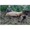 Image 3 : 5-DAY OREGON MUZZLELOADER ROOSEVELT ELK HUNT WITH SPOON CREEK OUTFITTERS