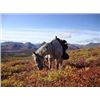 Image 10 : 2023 YUKON DALL SHEEP HUNT WITH MERVYN’S YUKON OUTFITTING