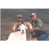 Image 7 : 2023 YUKON DALL SHEEP HUNT WITH MERVYN’S YUKON OUTFITTING