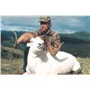 Image 9 : 2023 YUKON DALL SHEEP HUNT WITH MERVYN’S YUKON OUTFITTING