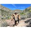 Image 1 : MEXICO DESERT SHEEP HUNT AT LA PALMOSA RANCH, TWO NON-HUNTERS INCLUDED