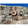 Image 2 : MEXICO DESERT SHEEP HUNT AT LA PALMOSA RANCH, TWO NON-HUNTERS INCLUDED