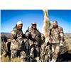 Image 3 : GUIDED PREDATOR HUNT IN NEVADA WITH THE DEAD DOG WALKIN’ TEAM