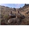 Image 2 : NEVADA  WILDLIFE HERITAGE TAG: CALIFORNIA BIGHORN SHEEP