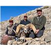 Image 1 : NEVADA  WILDLIFE HERITAGE TAG: DESERT BIGHORN SHEEP