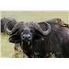 Image 2 : South Africa Cape Buffalo