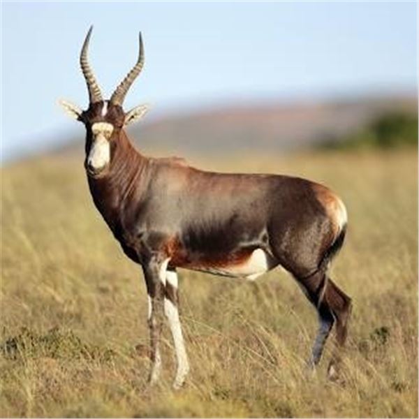 Blue Spring Buck South Africa - Blesbok - Impala- Spring Buck – Black Wildebeest