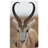 Image 3 : South Africa - Blesbok - Impala- Spring Buck – Black Wildebeest