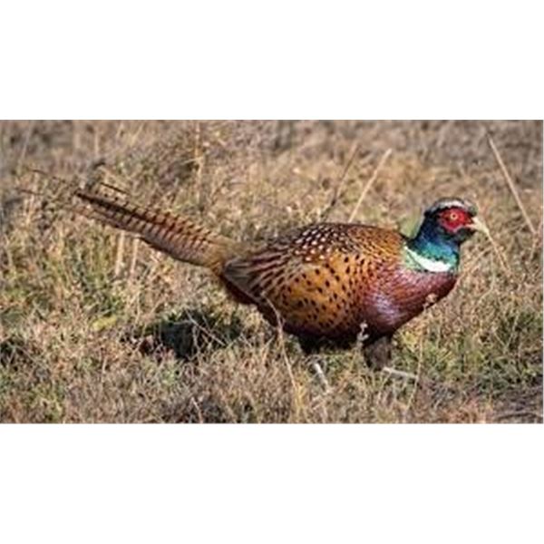 North Dakota –   Pheasant Hunt